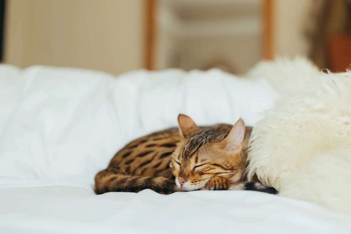 Is Napping Good for You?